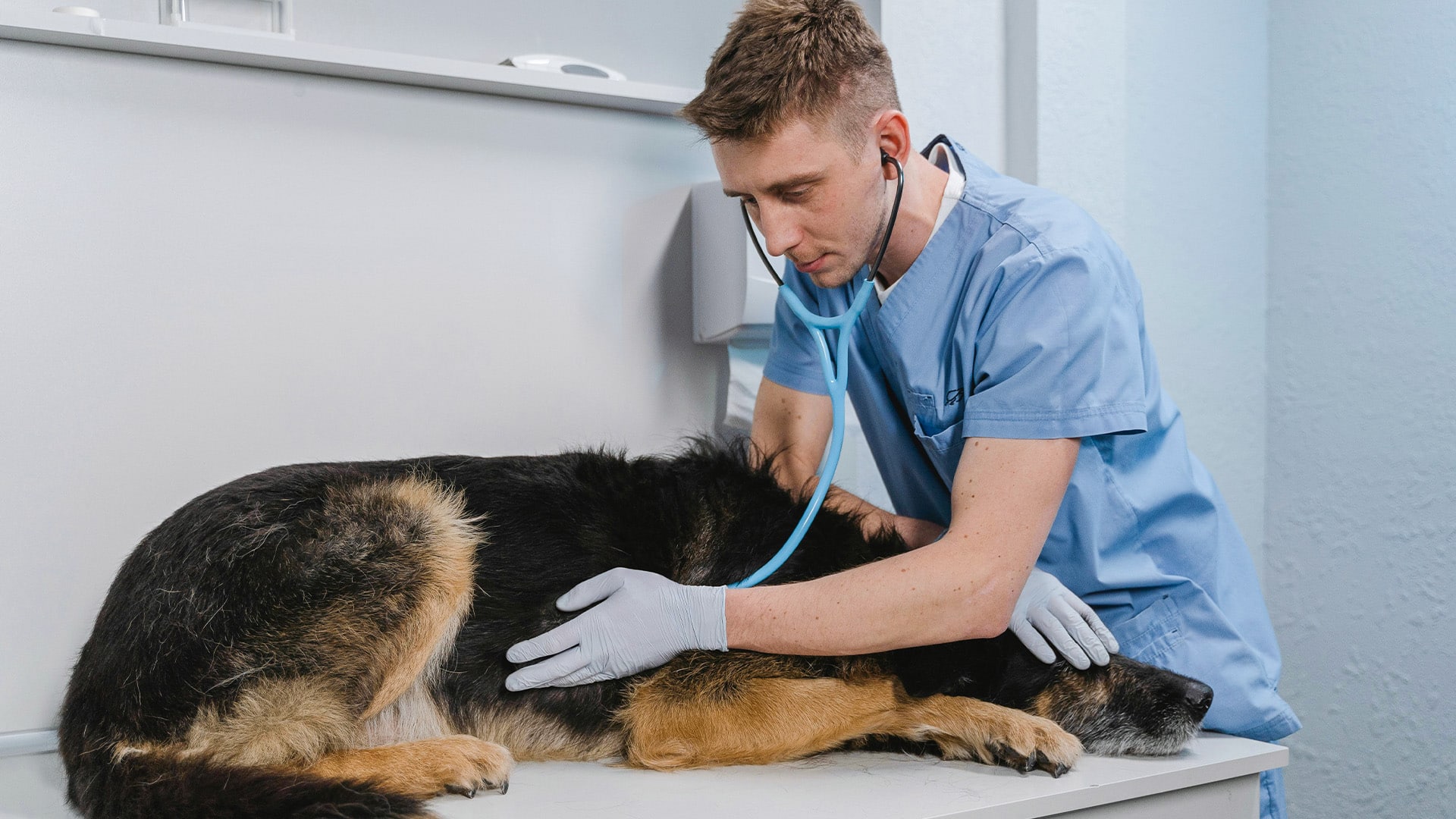 Veterinary Medicine