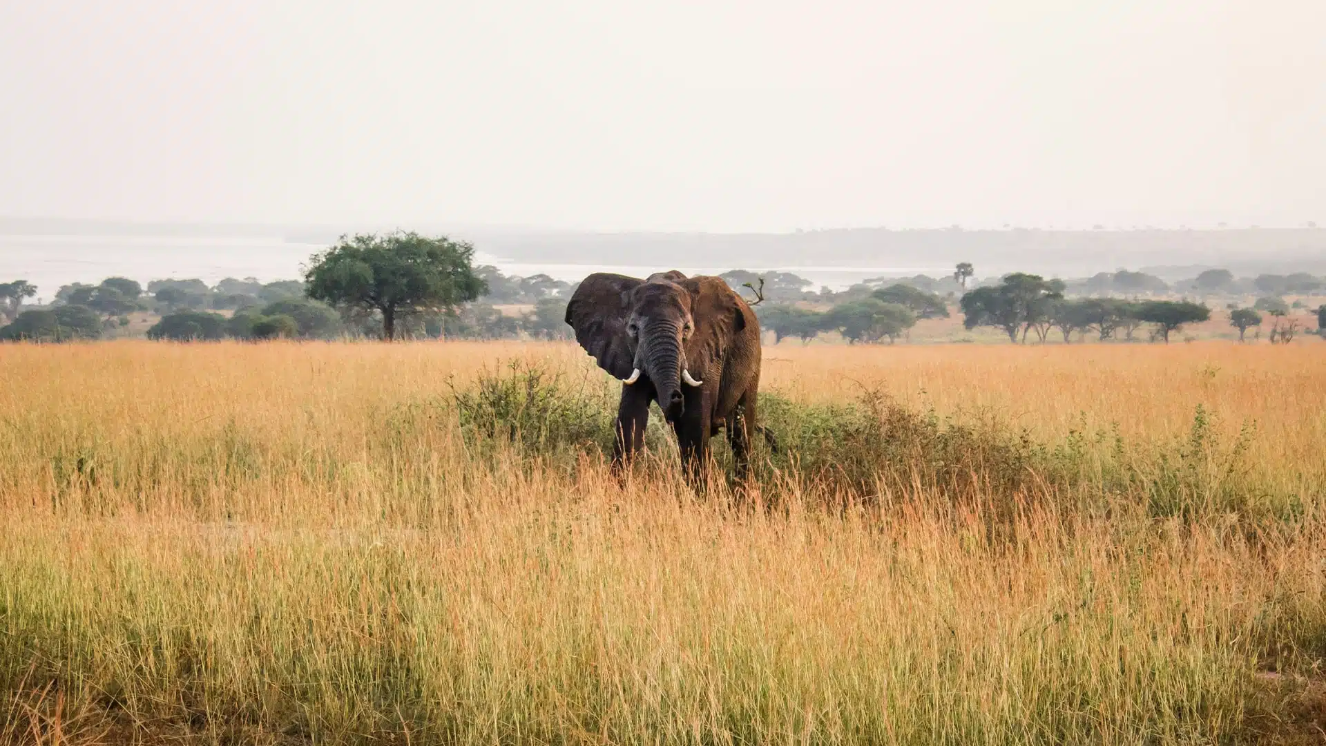 Africa