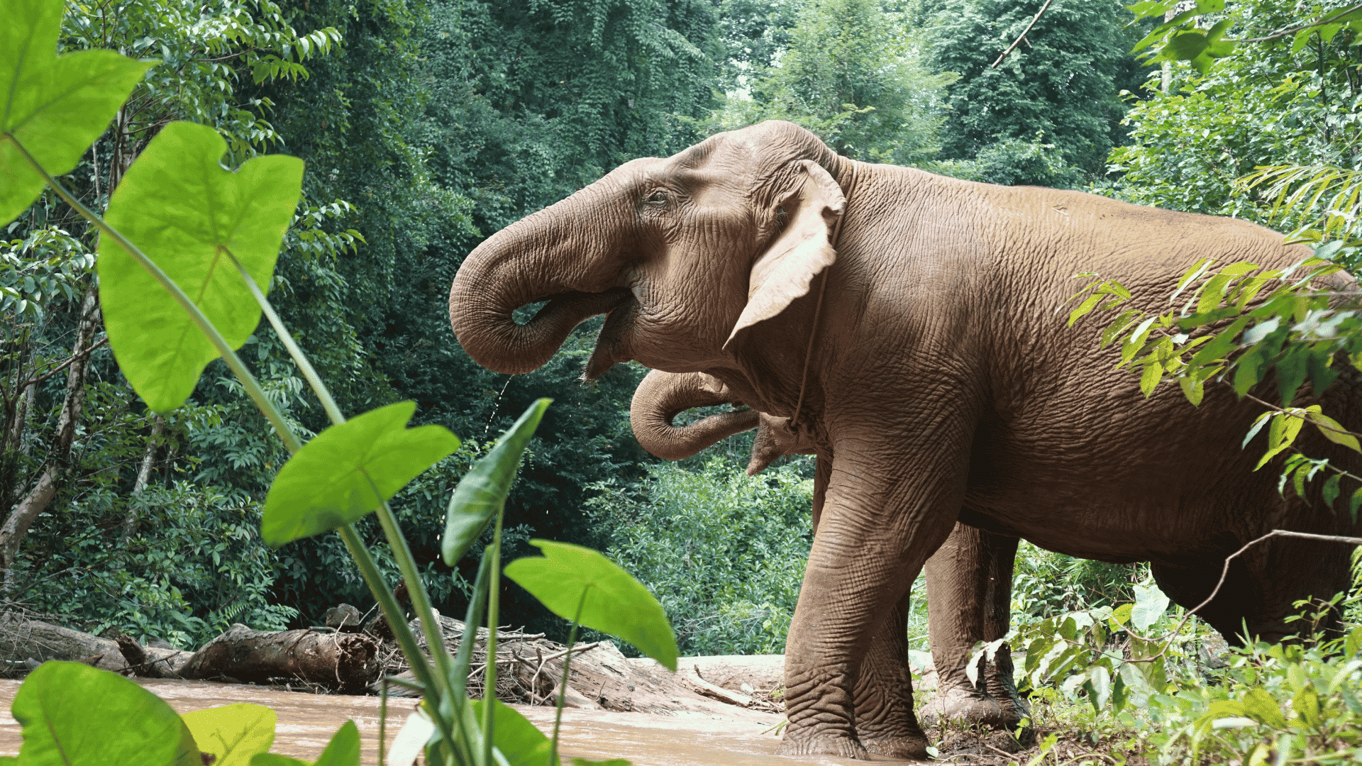 The issues with elephants in the tourism industry (and ethical alternatives)