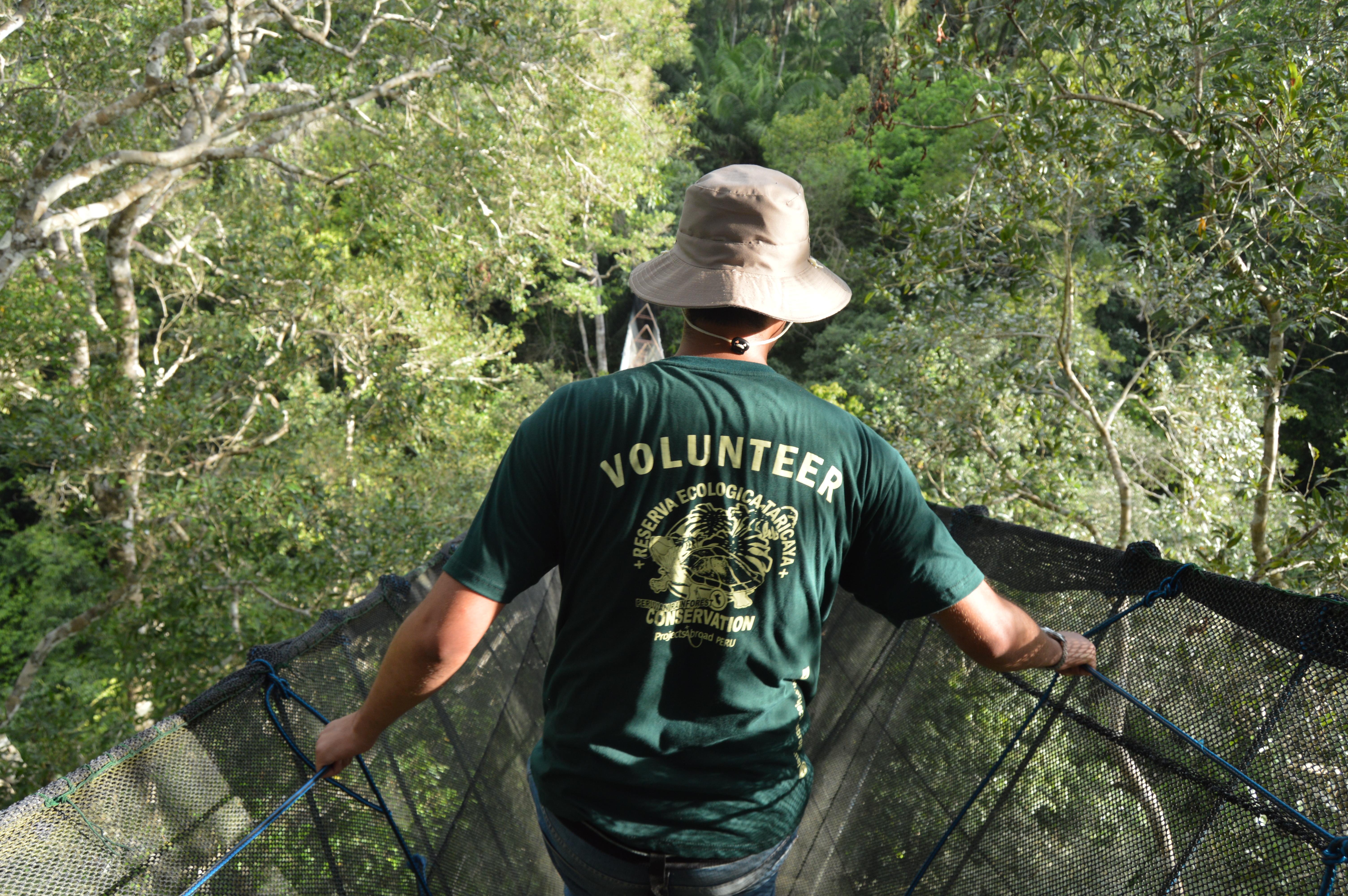An older volunteer in the Amazon Rainforest, Peru walks across the tallest canopy walkway in South America. A Projects Abroad older volunteer participates in a wildlife survey in Peru from the tallest canopy walkway in South America.