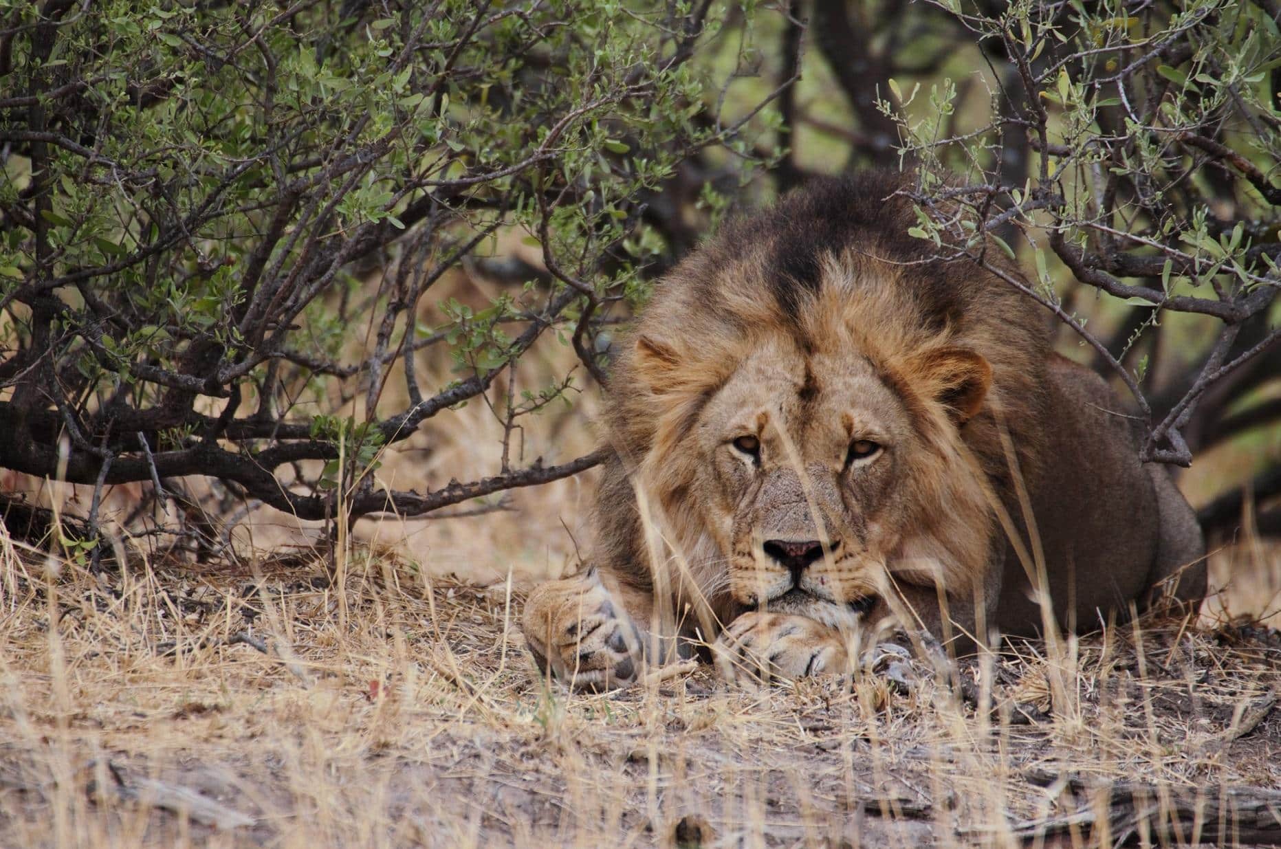 An adult male lion at Wild at Tuli wildlife reserve in Botswana