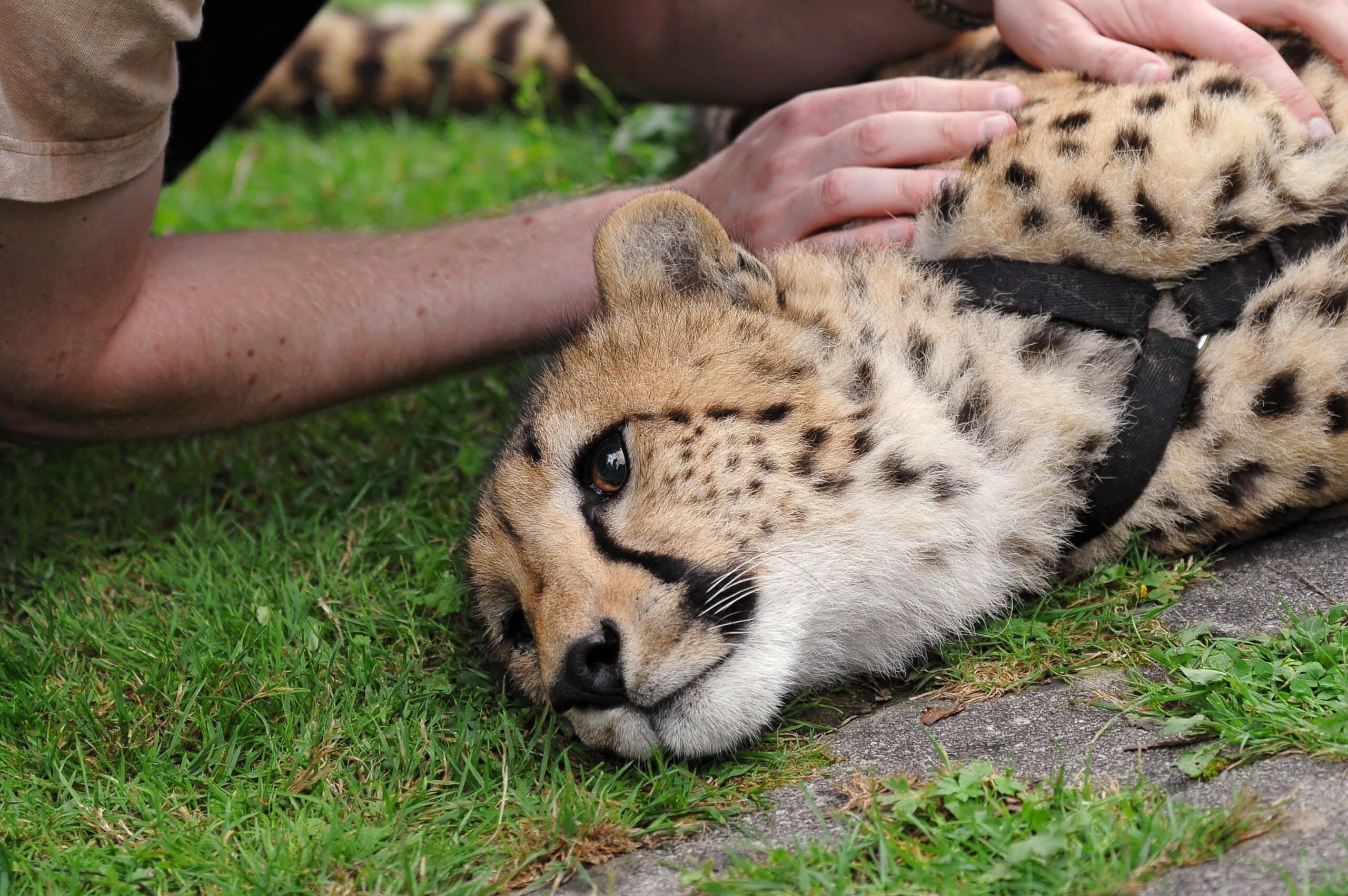 A tourist petting a cheetah bred in captivity