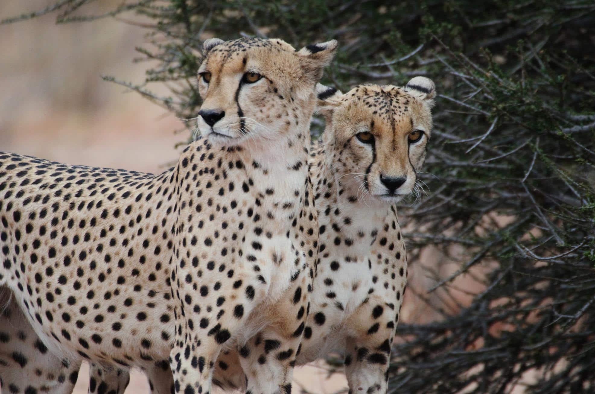 Two cheetahs spotted by volunteers during a game drive in Southern Africa