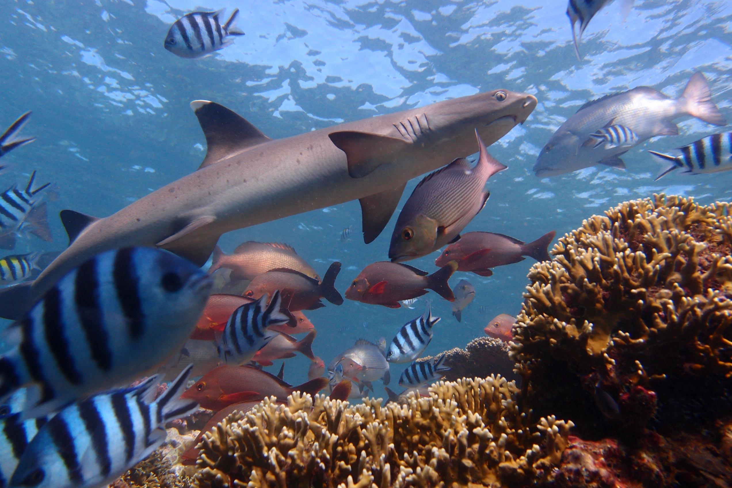 A shark spotted while on a marine dive during the Conservation Project in Fiji