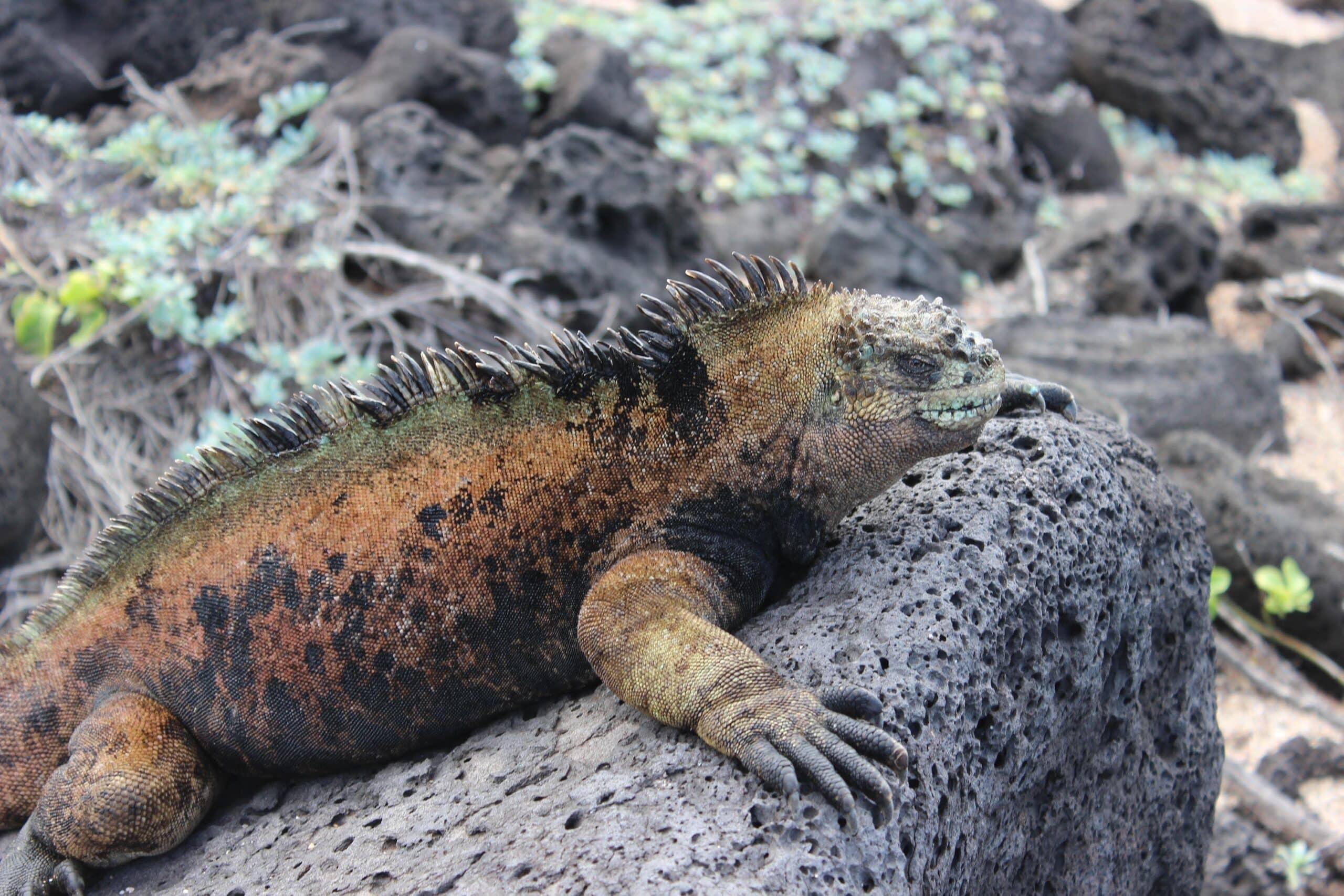 A marine iguana lies on a rock on the Galapagos Islands in Ecuador