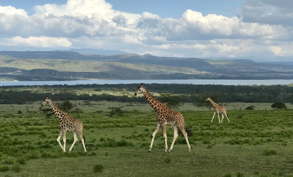 Volunteers spot giraffes while volunteer with their family in Kenya Rothschild giraffes spotted during a safari drive in Kenya