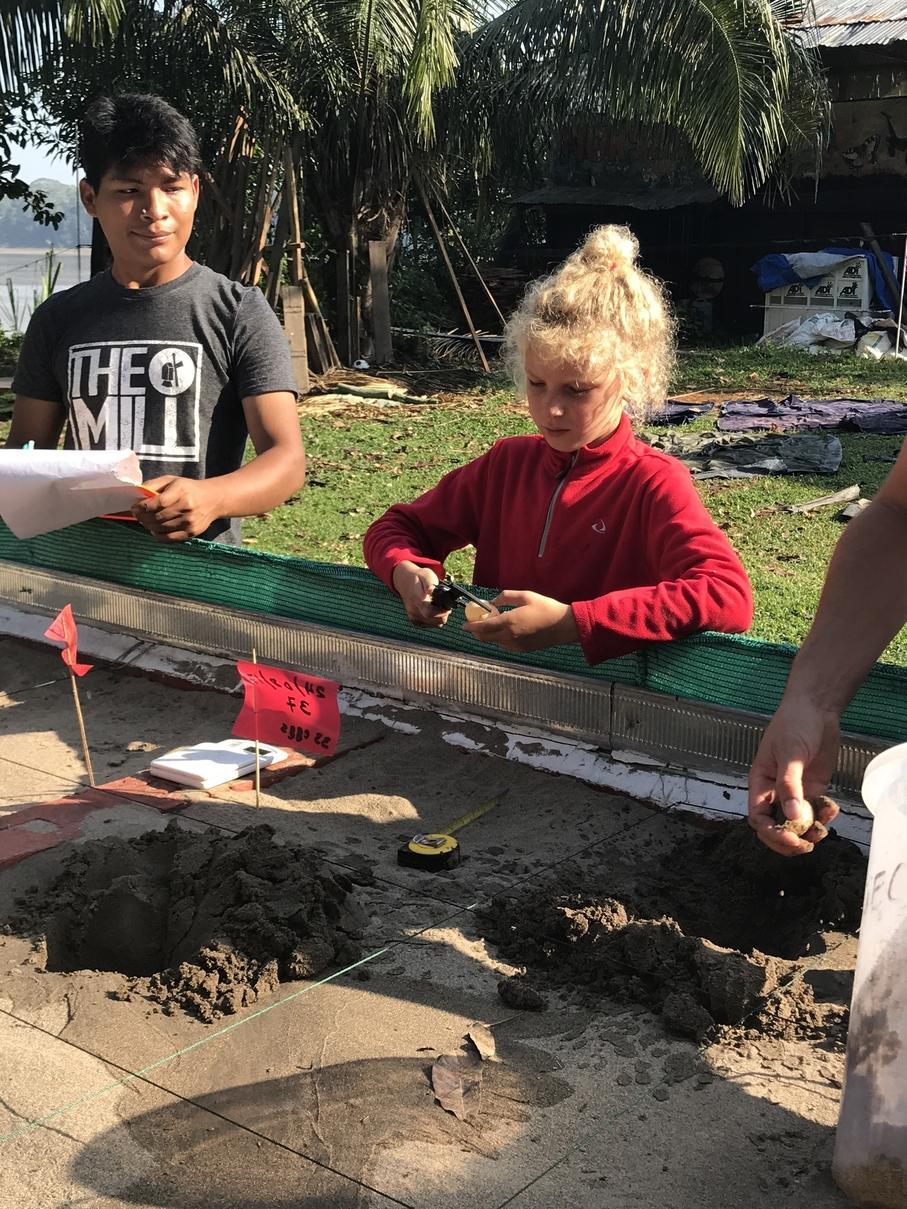 A young volunteer assists with the monitoring of turtle eggs with her family in Peru Belgian volunteer measures the size of a turtle egg in Peru