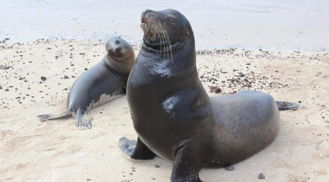 Surveying sea lions in the Galapagos