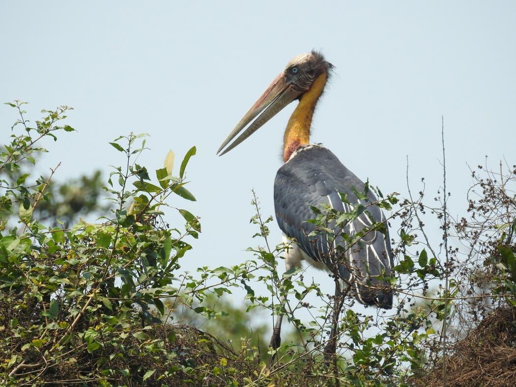Bird conservation: a lesser adjutant in Nepal