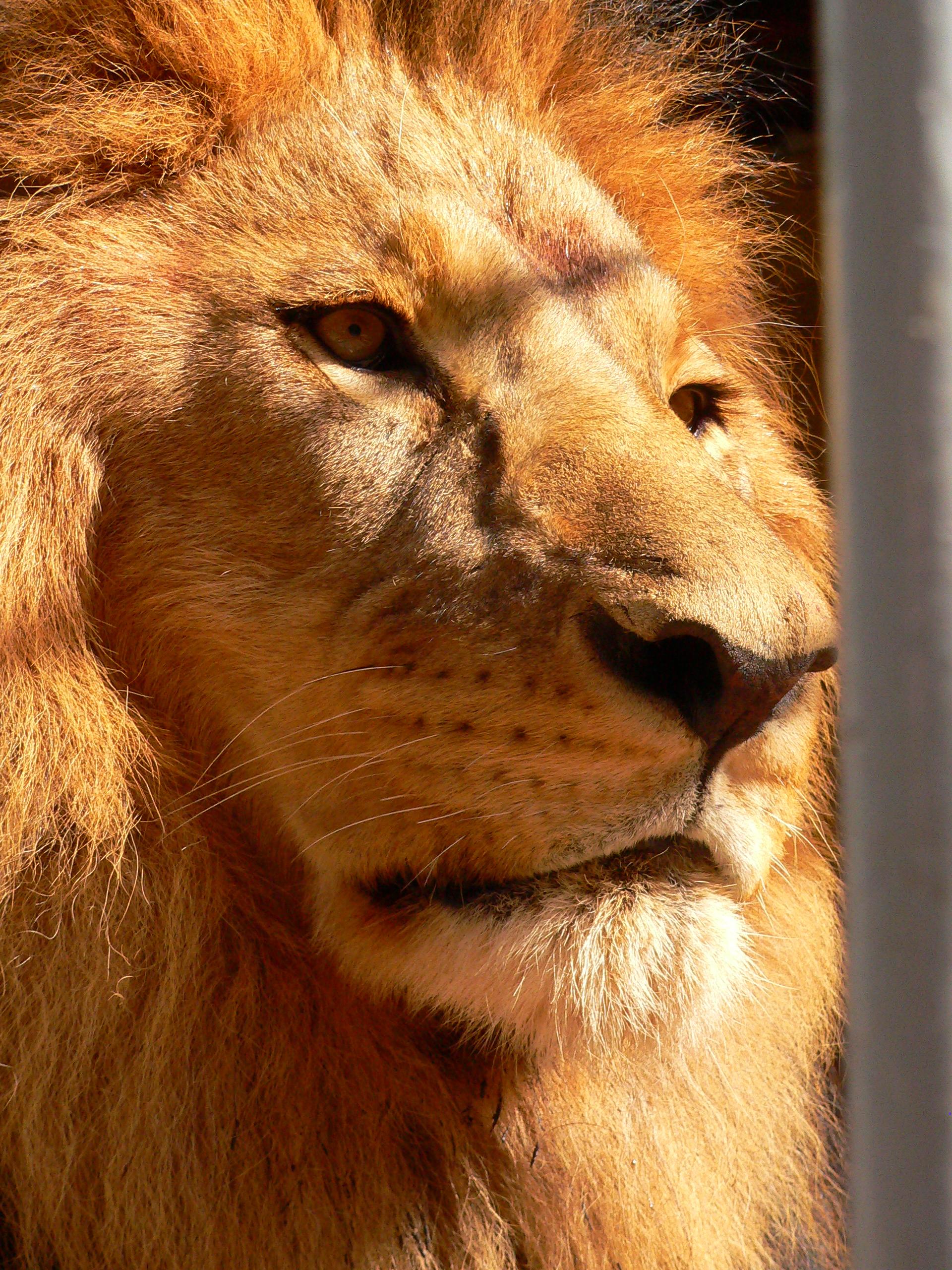A close up image of a male lion's face in Southern Africa