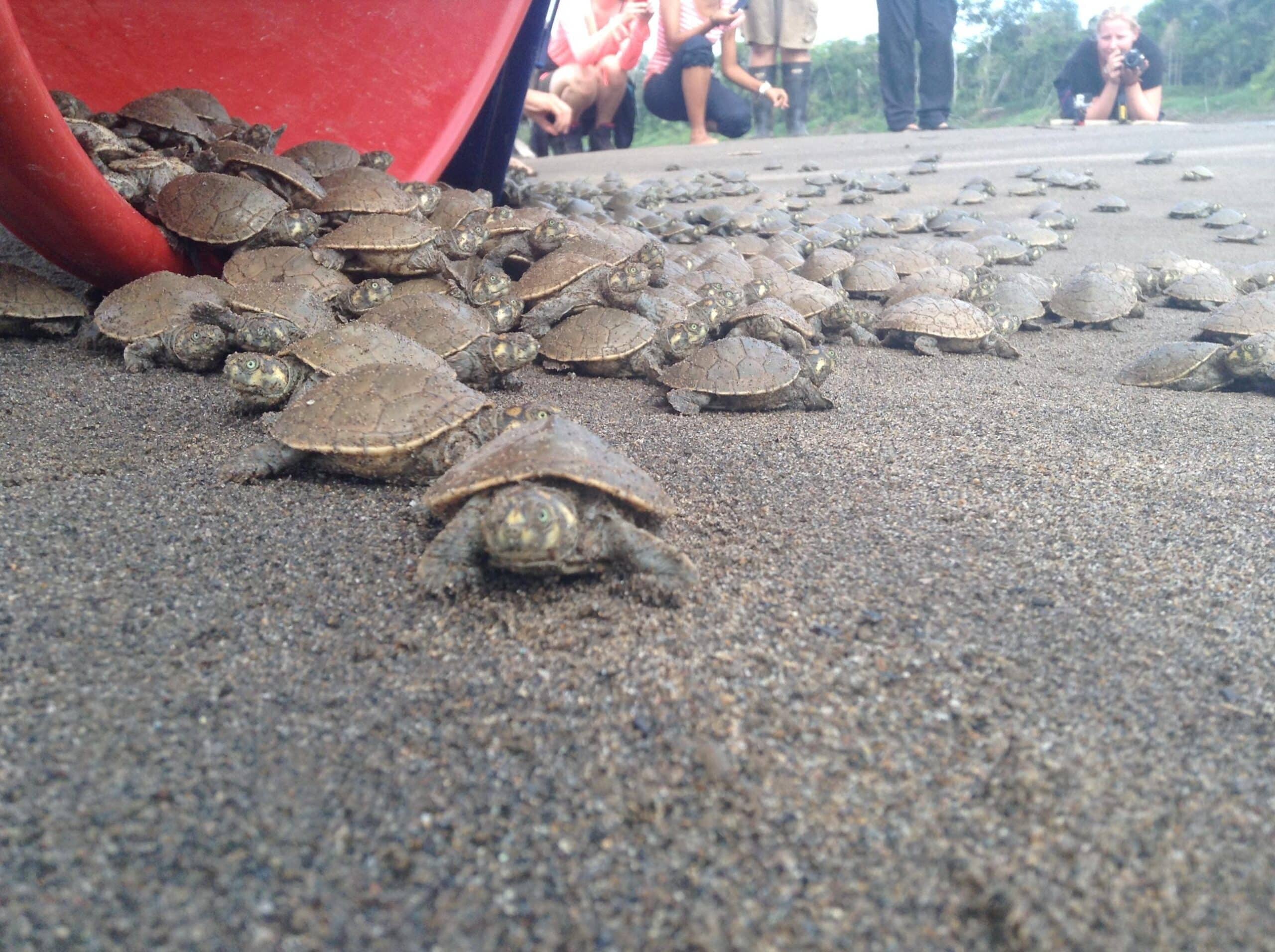 Baby turtles being released back into the river in Peru