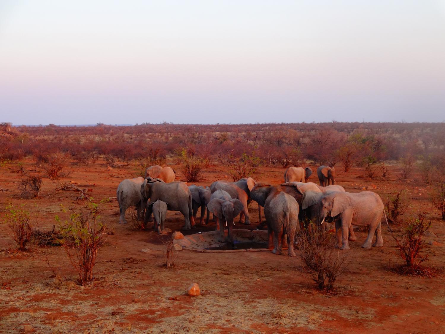 A group of elephants is drinking from the waterhole built by the volunteers of the Wildlife Conservation project in Botswana