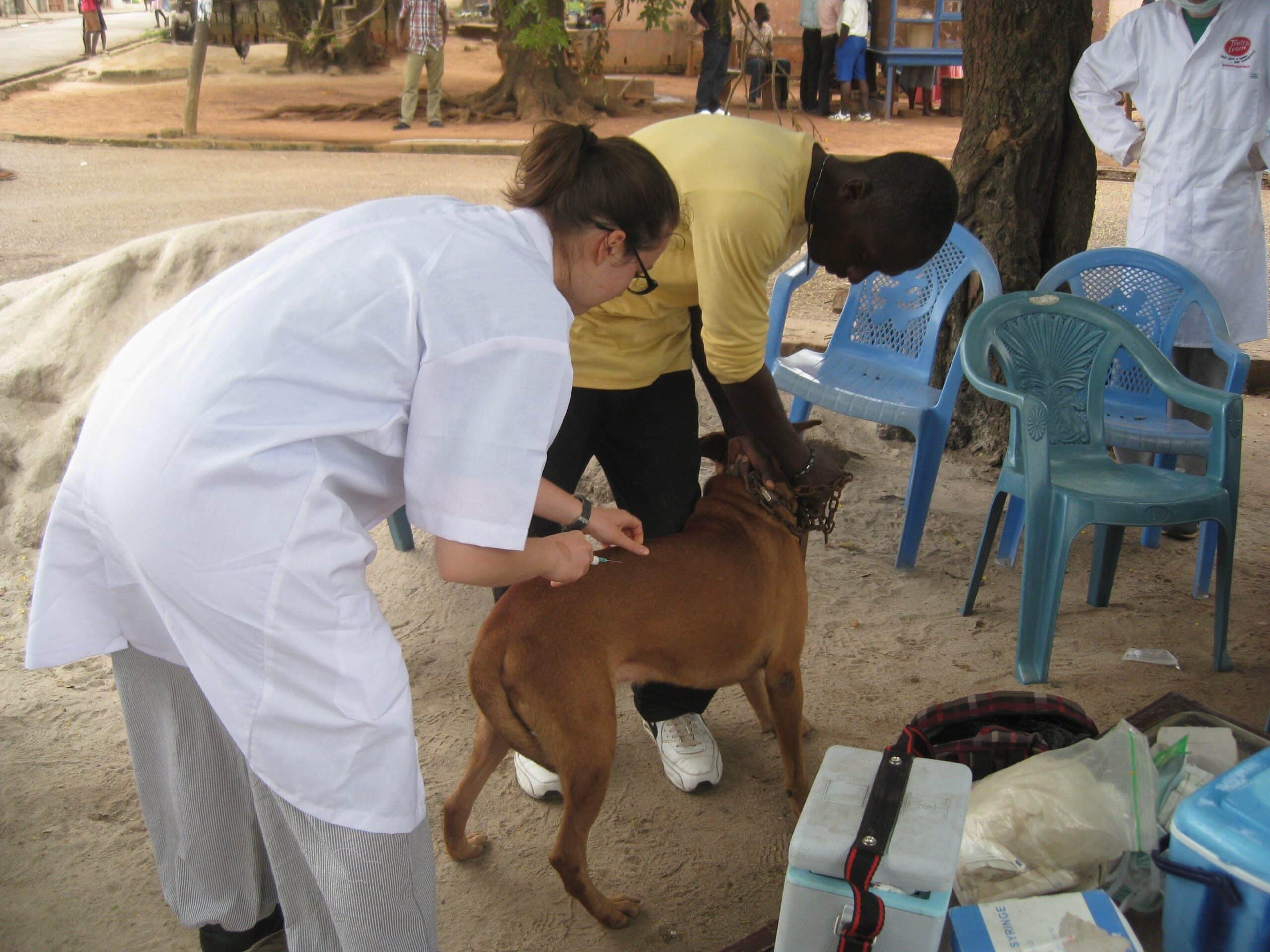 A Projects Abroad volunteer doing a veterinary medicine internship in Ghana applies a vaccine to a dog.