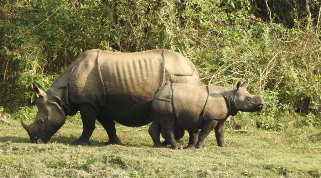 rhinos-in-nepal-product-649abad850b6d.[1090]