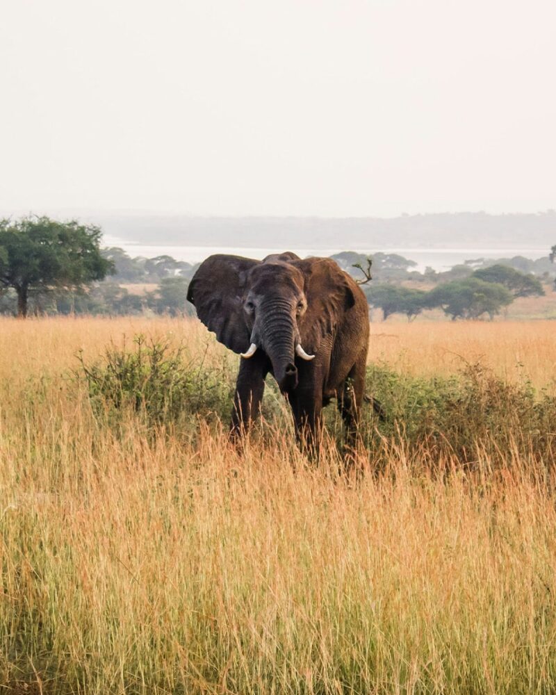 Africa