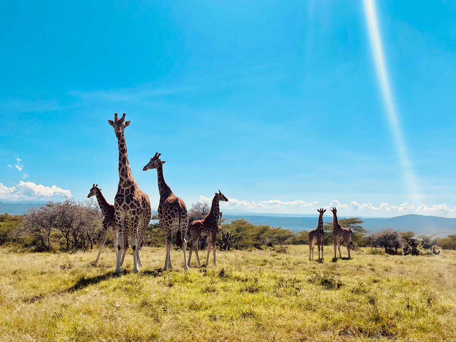 Research the Rothschild giraffe 