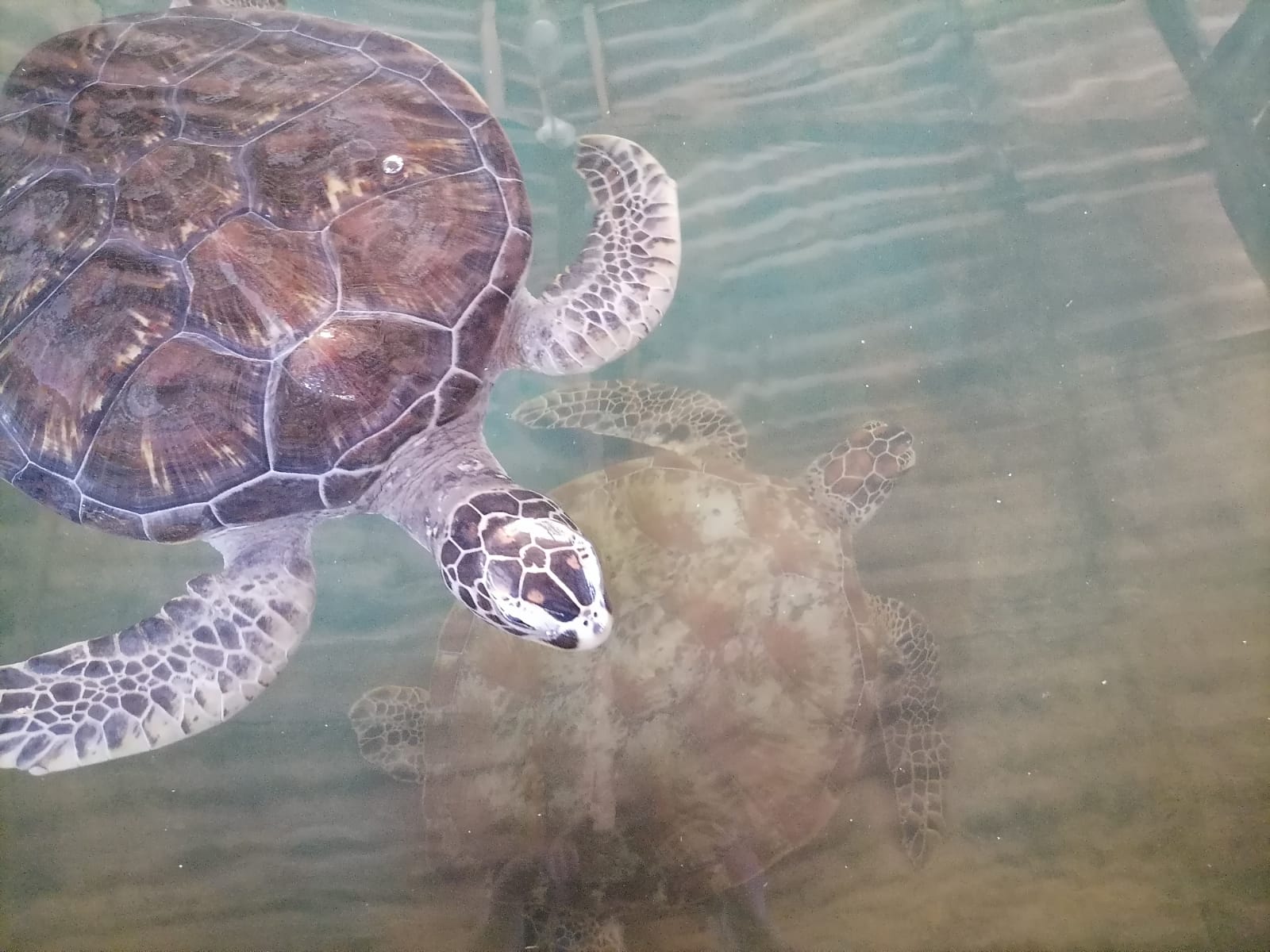 Protect sea turtles and their eggs 